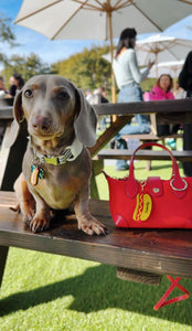 Hot dog bag charm and dog collar tags